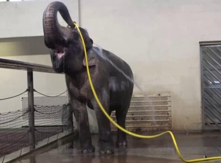 This elephant gives herself nice showers with a hose. But another elephant keeps ruining them