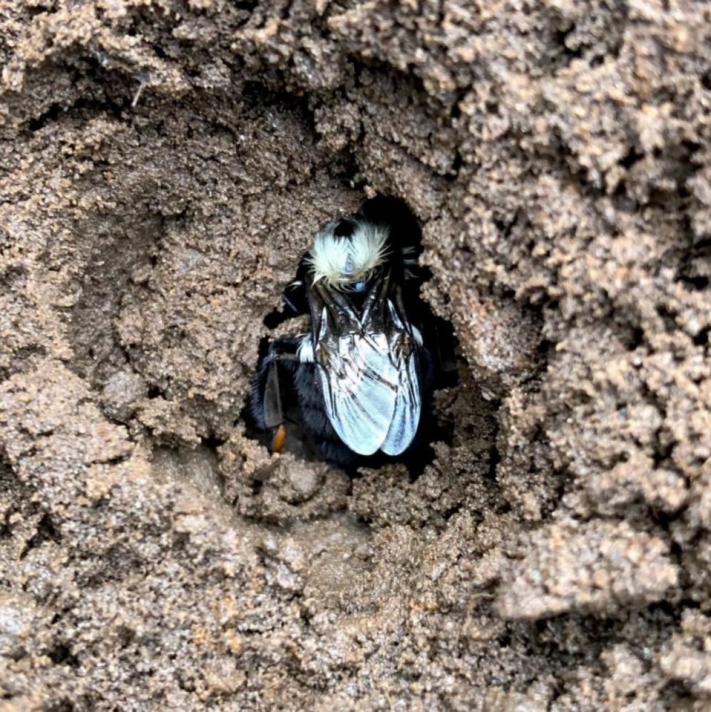 Bumblebees Hibernating Undeground