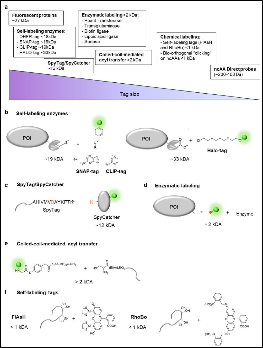 Using genetic code expansion to study membrane proteins