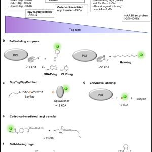 Using genetic code expansion to study membrane proteins