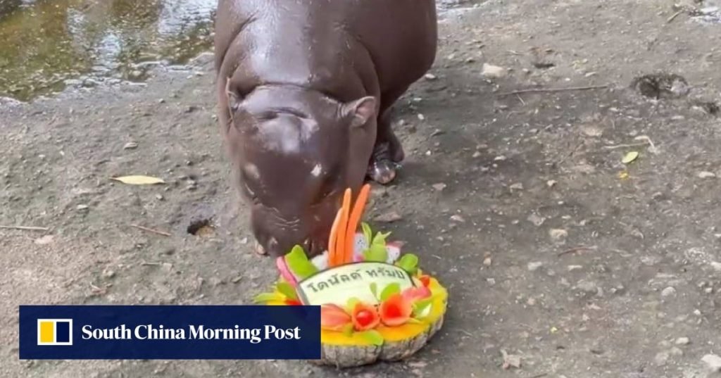 Viral Thai hippo Moo Deng predicts Trump will win US election