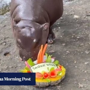 Viral Thai hippo Moo Deng predicts Trump will win US election