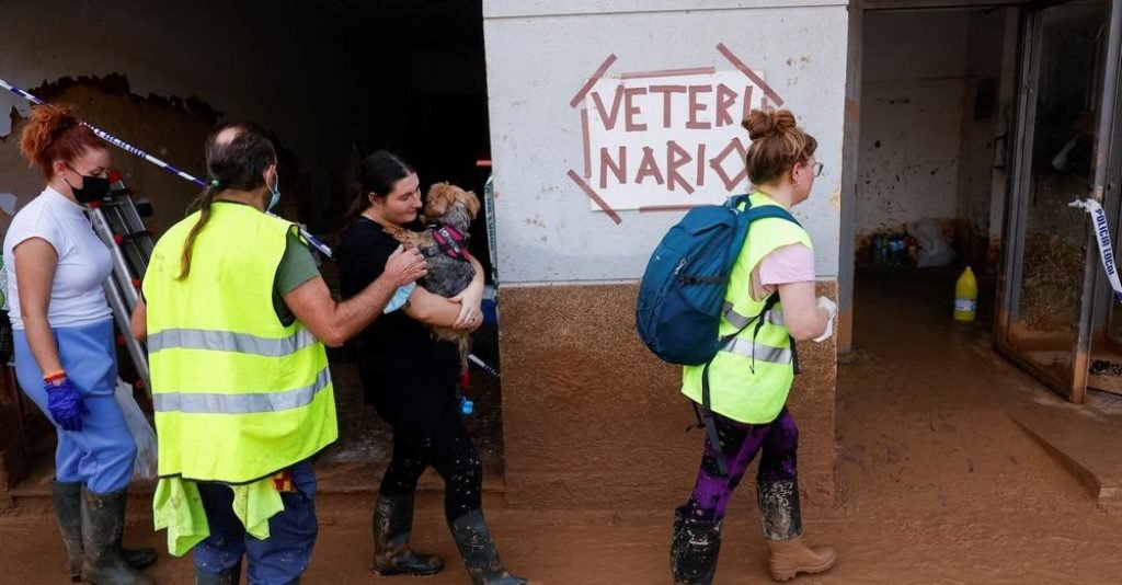 Volunteer vets in flood-stricken Paiporta provide urgent care for pets at makeshift clinics, battling infections amid ongoing humanitarian crisis