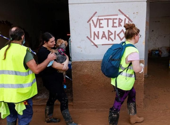 Volunteer vets in flood-stricken Paiporta provide urgent care for pets at makeshift clinics, battling infections amid ongoing humanitarian crisis