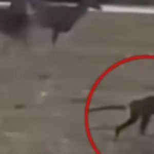 Watch eerie moment mysterious creature strolls through town park - leaving experts baffled