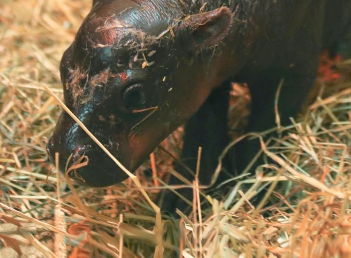 Who is Baby Hippo Haggis? Meet The Edinburgh Zoo’s Latest Addition