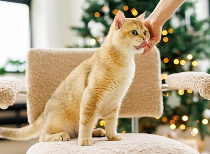 Fancy Feast’s premium wet cat food flavors almost sound like a menu fit for humans!  #BrandRap PURINA Philippines