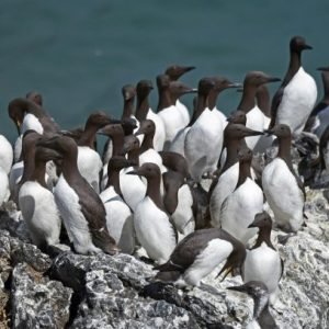 Common Murres on a Breeding Colony in Alaska