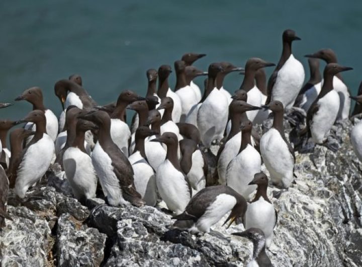 Common Murres on a Breeding Colony in Alaska