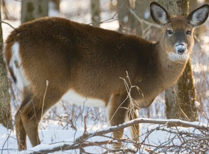 4th case of deadly deer disease confirmed in B.C. Hunters required to help monitor spread