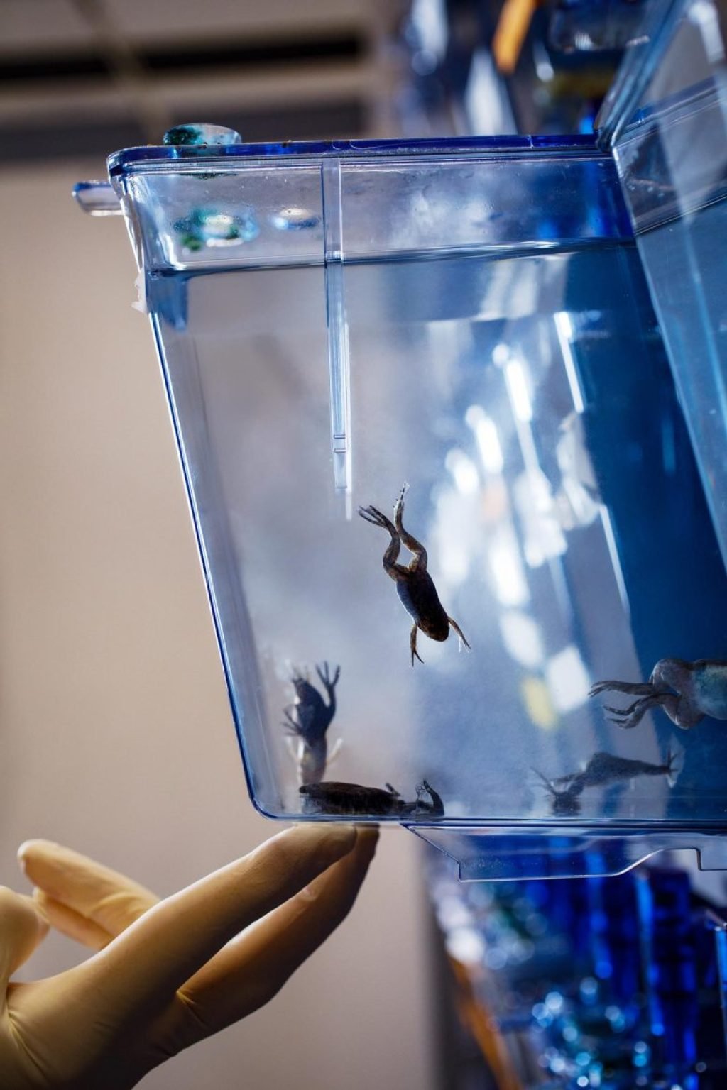 African Clawed Frogs in Tank