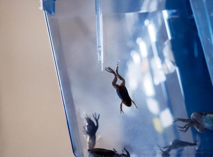 African Clawed Frogs in Tank