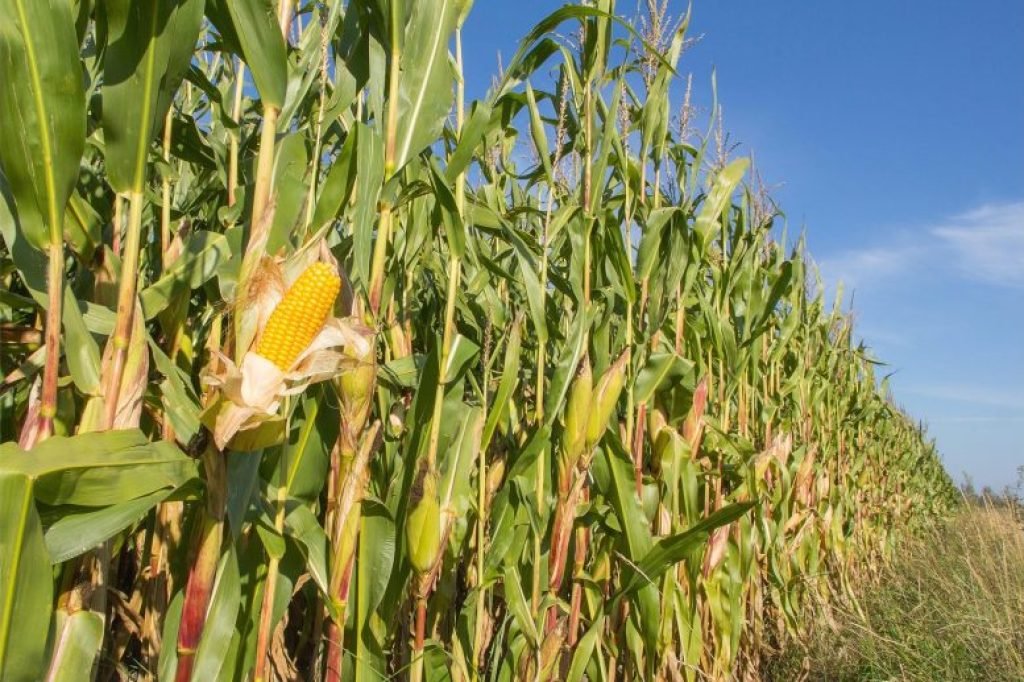 Corn Field