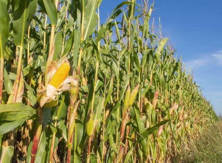 Corn Field