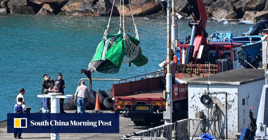 Bag found in whale stranded in Hong Kong waters ‘highly likely’ to be cause of death