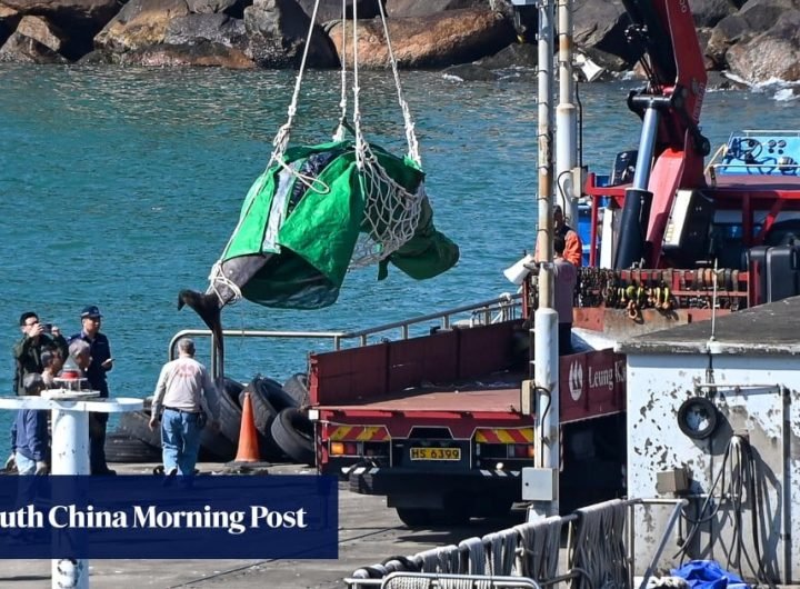 Bag found in whale stranded in Hong Kong waters ‘highly likely’ to be cause of death