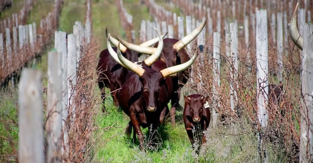 Before pesticides and herbicides, farming with nature was an art. There's now a growing movement towards regenerative viticulture.