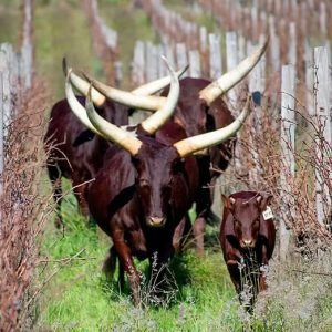 Before pesticides and herbicides, farming with nature was an art. There's now a growing movement towards regenerative viticulture.