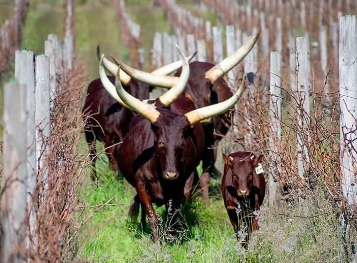 Before pesticides and herbicides, farming with nature was an art. There's now a growing movement towards regenerative viticulture.