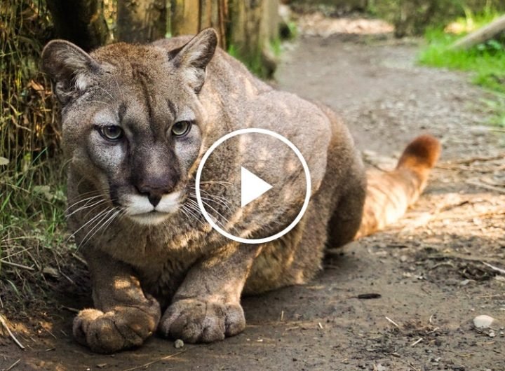 Bird Flu Kills 20 Big Cats at Washington Sanctuary