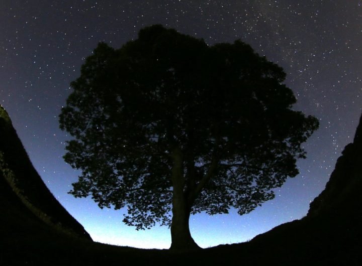 Britain's famous Sycamore Gap tree is gone. 2 men accused of cutting it down are going on trial