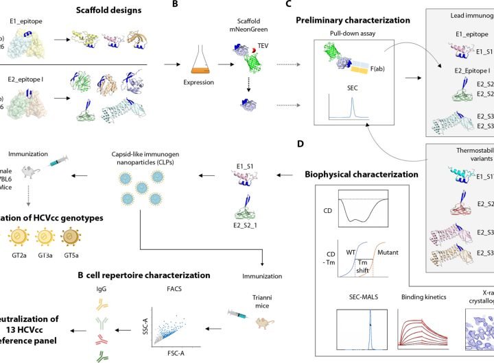 Broadly effective vaccine design offers new hope in the fight against hepatitis C