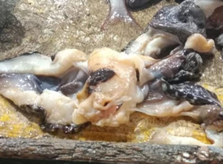 Cebu City's Department of Veterinary Medicine and Fisheries (DVMF) on 13 December confiscated 24 kilos of endangered giant clams allegedly smuggled fr