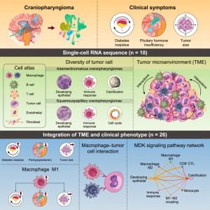 Comprehensive cell map offers insights into rare brain tumor