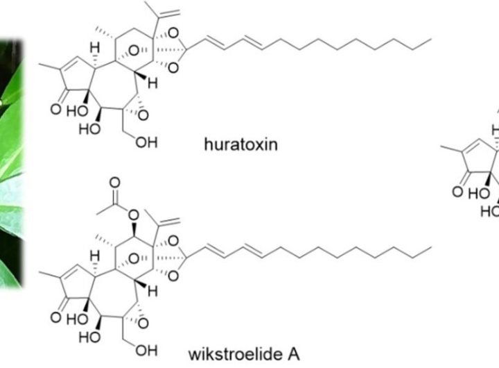 Discovery of diverse daphnane diterpenoids in Daphne pontica