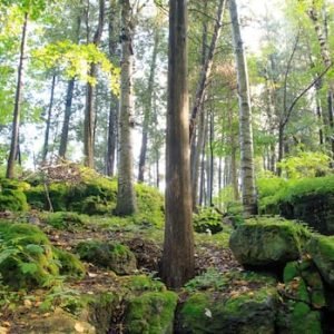 Doctors in Halton can now prescribe nature 'to help people have a better quality of life'