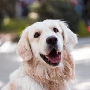 Golden Retriever Dog Close Up