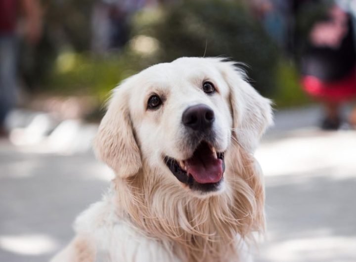 Golden Retriever Dog Close Up