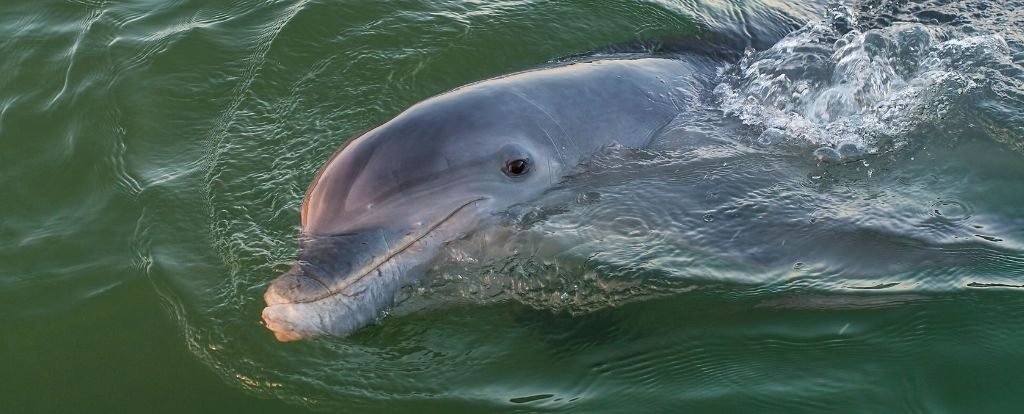 Dolphins in Gulf of Mexico Are Now Testing Positive For Fentanyl : ScienceAlert