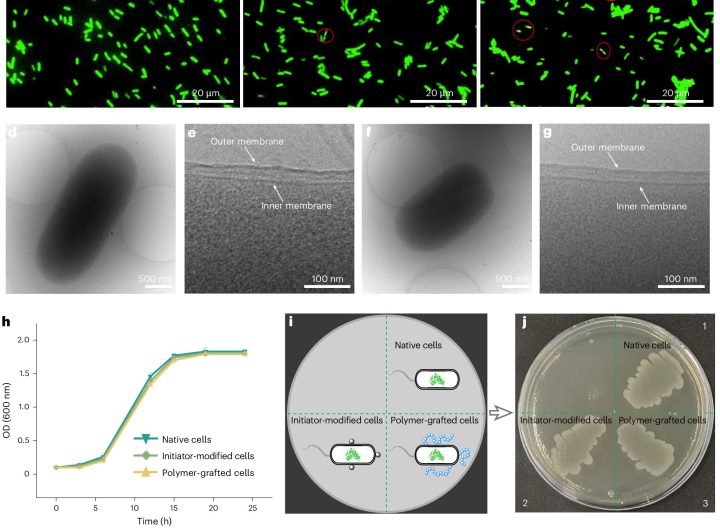 E. coli dons polymer 'Superman cape' for sustainable chemical production