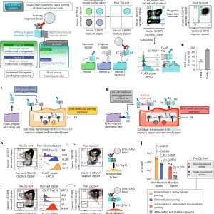 Engineered T cells could help patients overcome resistance to CAR T cell therapy