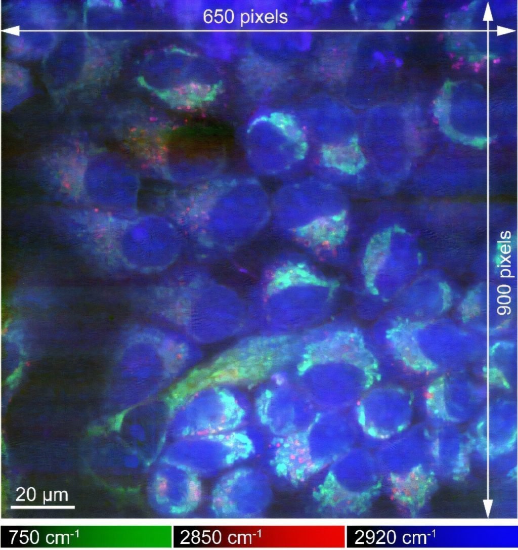 Enhanced Raman microscopy offers clearer chemical imaging of cryofixed samples