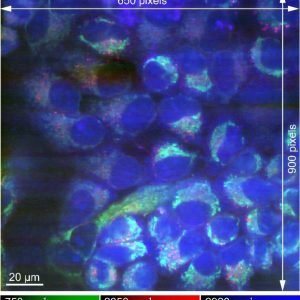 Enhanced Raman microscopy offers clearer chemical imaging of cryofixed samples