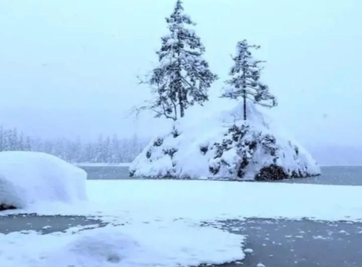 Everyone can see the trees - but you need 20/20 vision to spot the sneaky polar bear in just 7 seconds