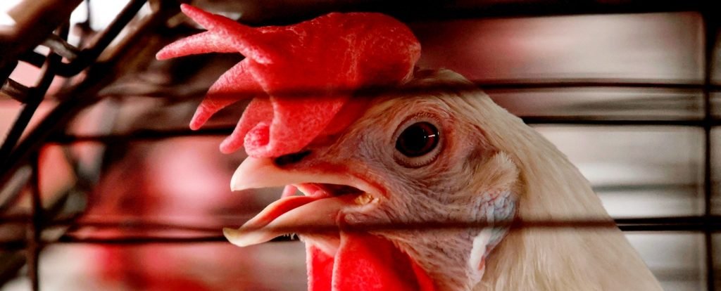 Experts Warn of Bird Flu Pandemic as Signals of Mutation Mount : ScienceAlert