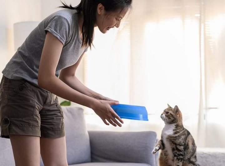 Felix has adult cat and kitten formulations to match your furbaby’s life stage needs!  #BrandRap