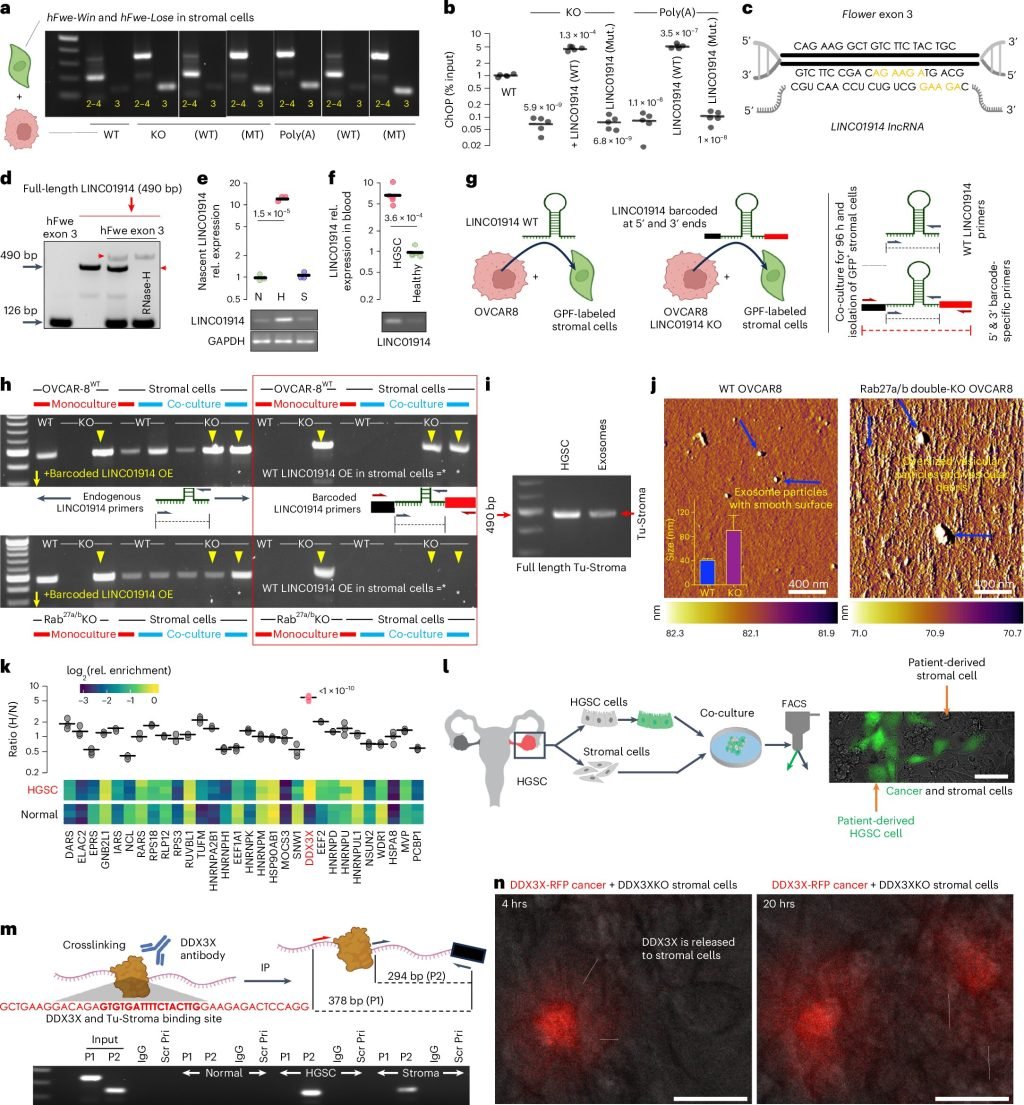 Genetic code discovery could redefine understanding of cancer origins