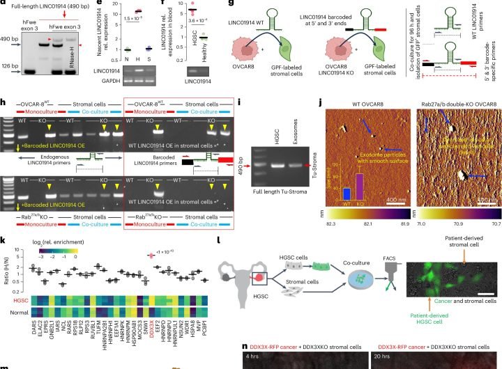 Genetic code discovery could redefine understanding of cancer origins