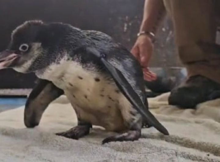 How a British penguin got her waddle back, thanks to the Toronto Zoo