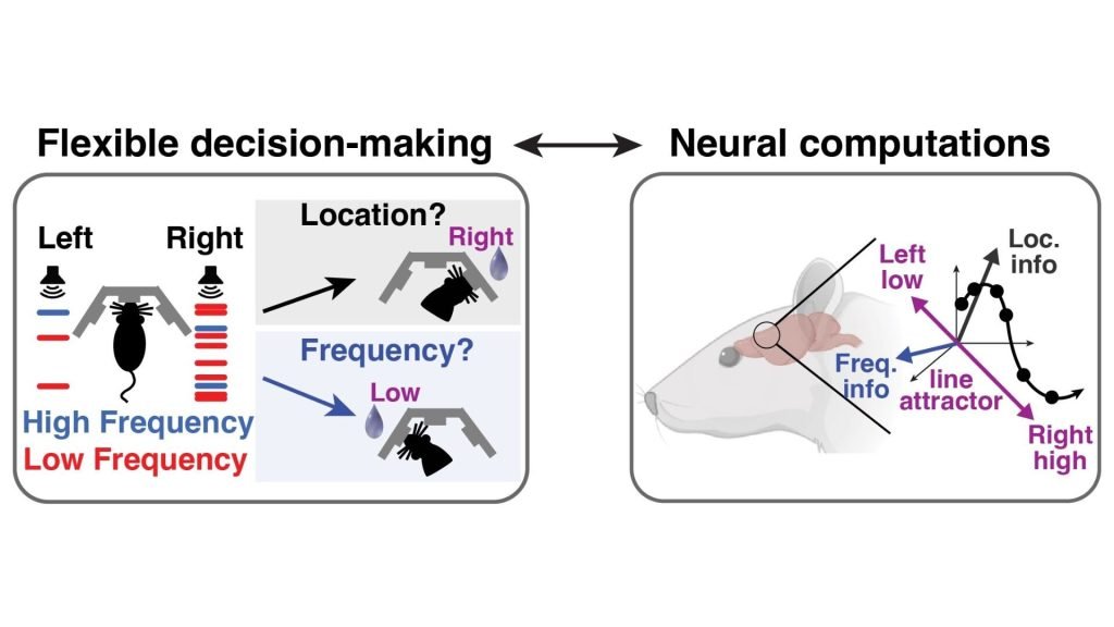 How neural variability shapes decision-making in different brains