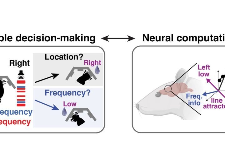 How neural variability shapes decision-making in different brains