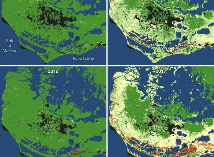 Mangroves in Southern Everglades National Park Maps