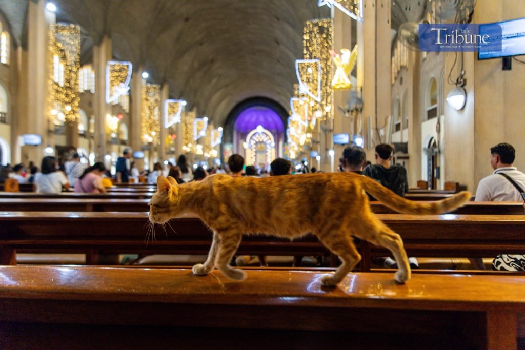 LOOK: A cat is seen joining Catholic faithful from a morning prayer at the National Shrine of Our Mother of Perpetual Help in Baclaran on Monday. | vi