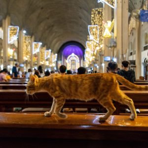 LOOK: A cat is seen joining Catholic faithful from a morning prayer at the National Shrine of Our Mother of Perpetual Help in Baclaran on Monday. | vi