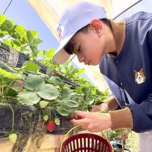 LOOK: Sweet strawberries thrive in the high-altitude farms of La Trinidad, Benguet, Philippines, as seen on Monday, 16 December 2024.