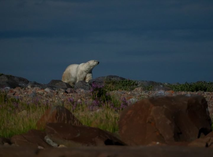 Man severely injured after ‘leaping on’ polar bear to protect wife expected to make full recovery